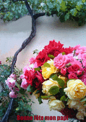 Fleurs &eacute;clatantes pour f&ecirc;ter mon papi